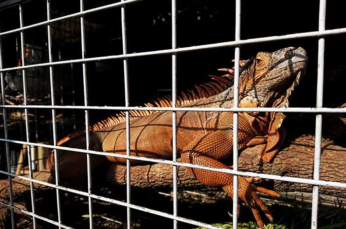 10 Cara Menjaga Kandang Iguana agar Tetap Bersih dan Sehat