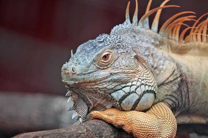 Inilah Penyakit yang Sering Menyerang Iguana dan Cara Mencegahnya