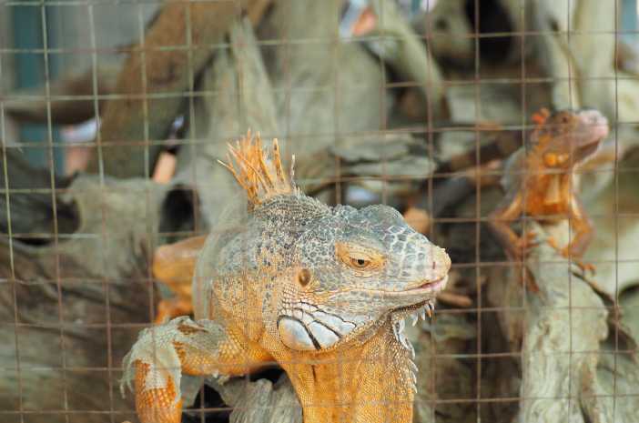 Panduan Lengkap Memilih Kandang yang Nyaman untuk Iguana