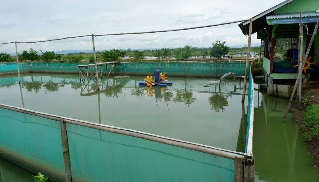 Cara Membuat Kolam Sidat yang Ideal