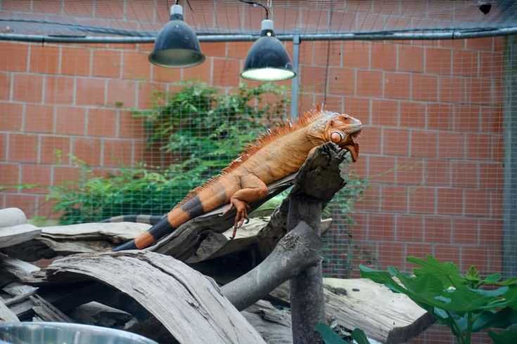 Persiapan Sebelum Memelihara Iguana bagi Pemula