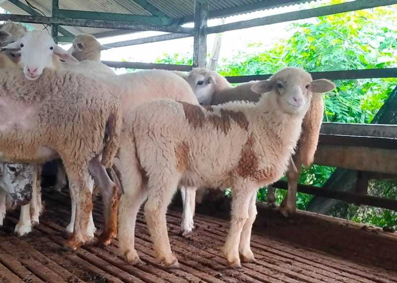Mengenal Lebih Dekat Jenis-Jenis Domba di Indonesia