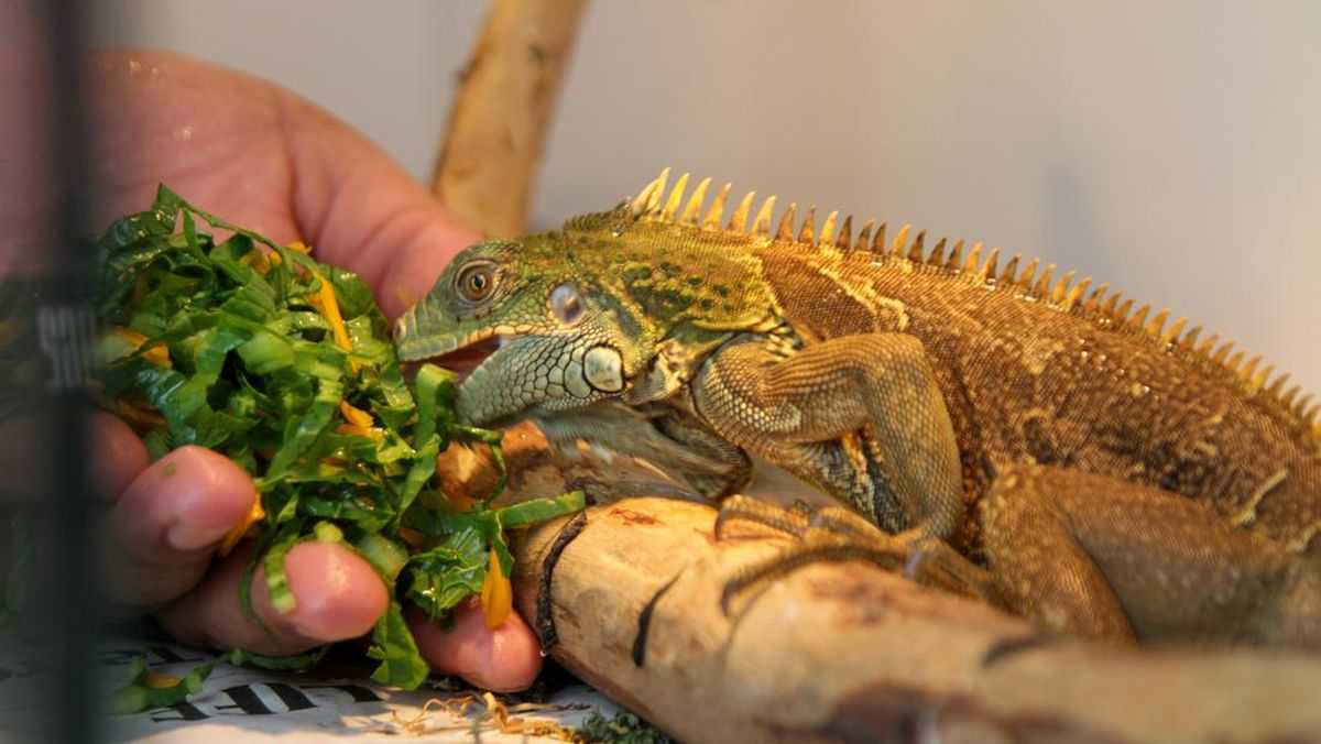 Inilah Cara Mengatasi Iguana yang Tidak Mau Makan dan Lemas