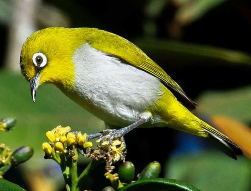 Cara Mengatasi Burung Pleci yang Stres