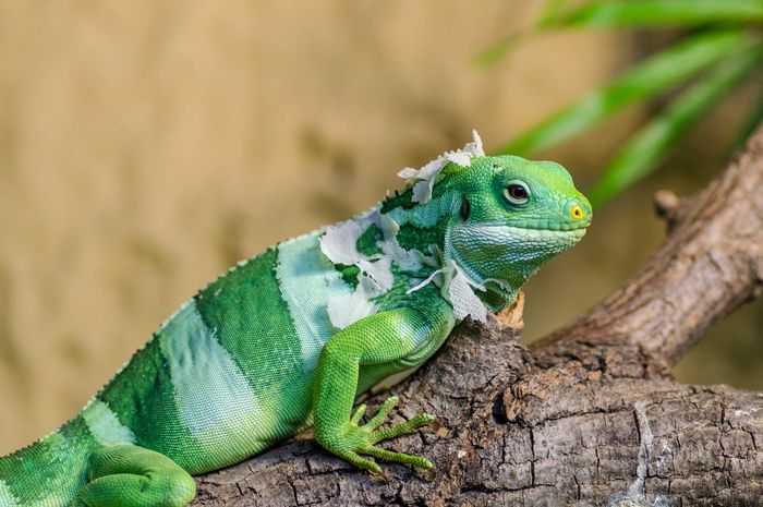 Inilah Tahapan Pertumbuhan Iguana dari Bayi hingga Dewasa
