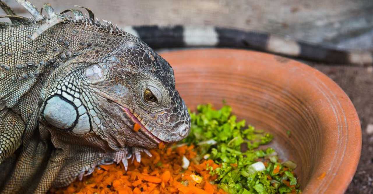Jenis Makanan yang Baik untuk Pertumbuhan Iguana