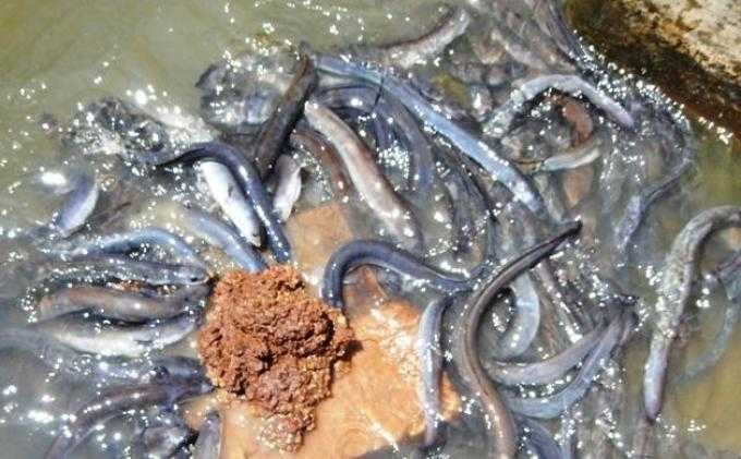 Mengapa Harga Sidat Sangat Tinggi di Pasar Internasional