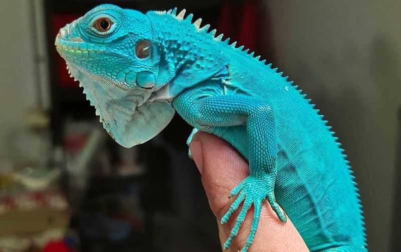 Perbedaan Iguana Hijau dan Iguana Biru dalam Perawatan