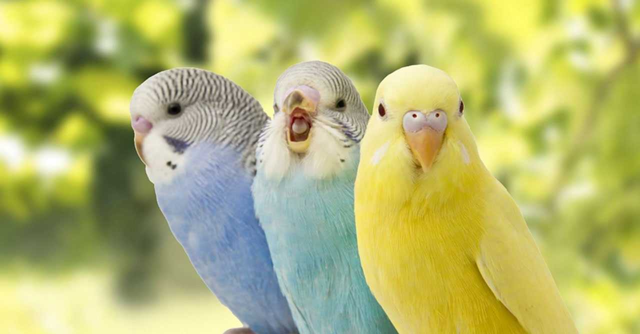 Inilah Jenis-Jenis Burung Parkit yang Populer di Indonesia