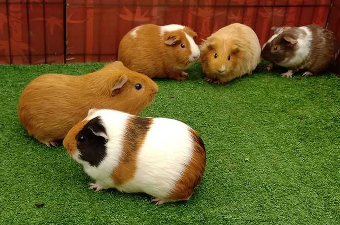 Mengenal Lebih Dekat Berbagai Jenis Guinea Pig