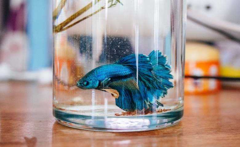 Keuntungan dan Tantangan dalam Memelihara Ikan Cupang Sebagai Hobi