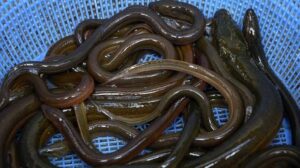 10 Manfaat Sidat bagi Kesehatan dan Kandungan Gizinya