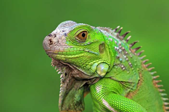 Cara Mengatasi Iguana yang Tidak Mau Makan