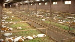 Panduan Lengkap Memilih Kandang yang Nyaman untuk Marmut