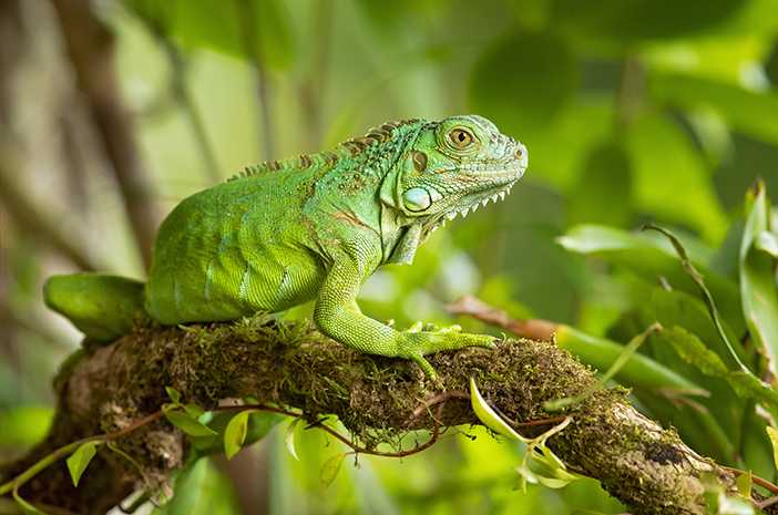 Manfaat Sinar Matahari bagi Kesehatan Iguana Peliharaan
