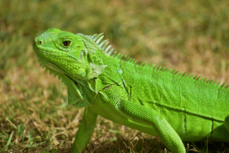 Kesalahan Merawat Iguana yang Harus Dihindari