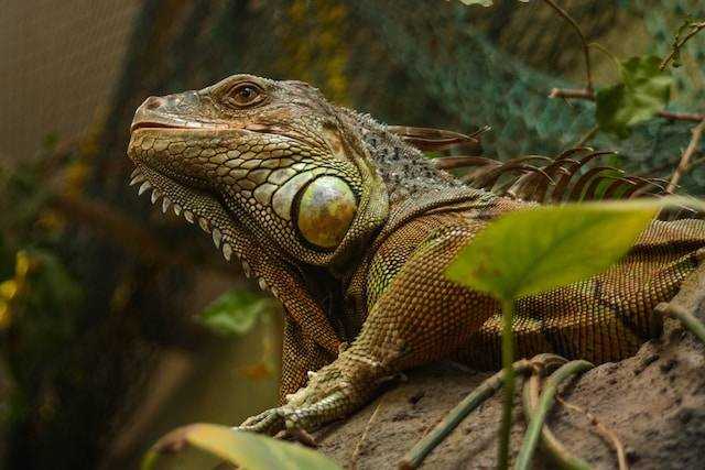 Cara Membuat Pakan Alami untuk Iguana