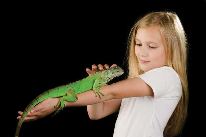10 Cara Melatih Iguana Agar Jinak dan Tidak Agresif