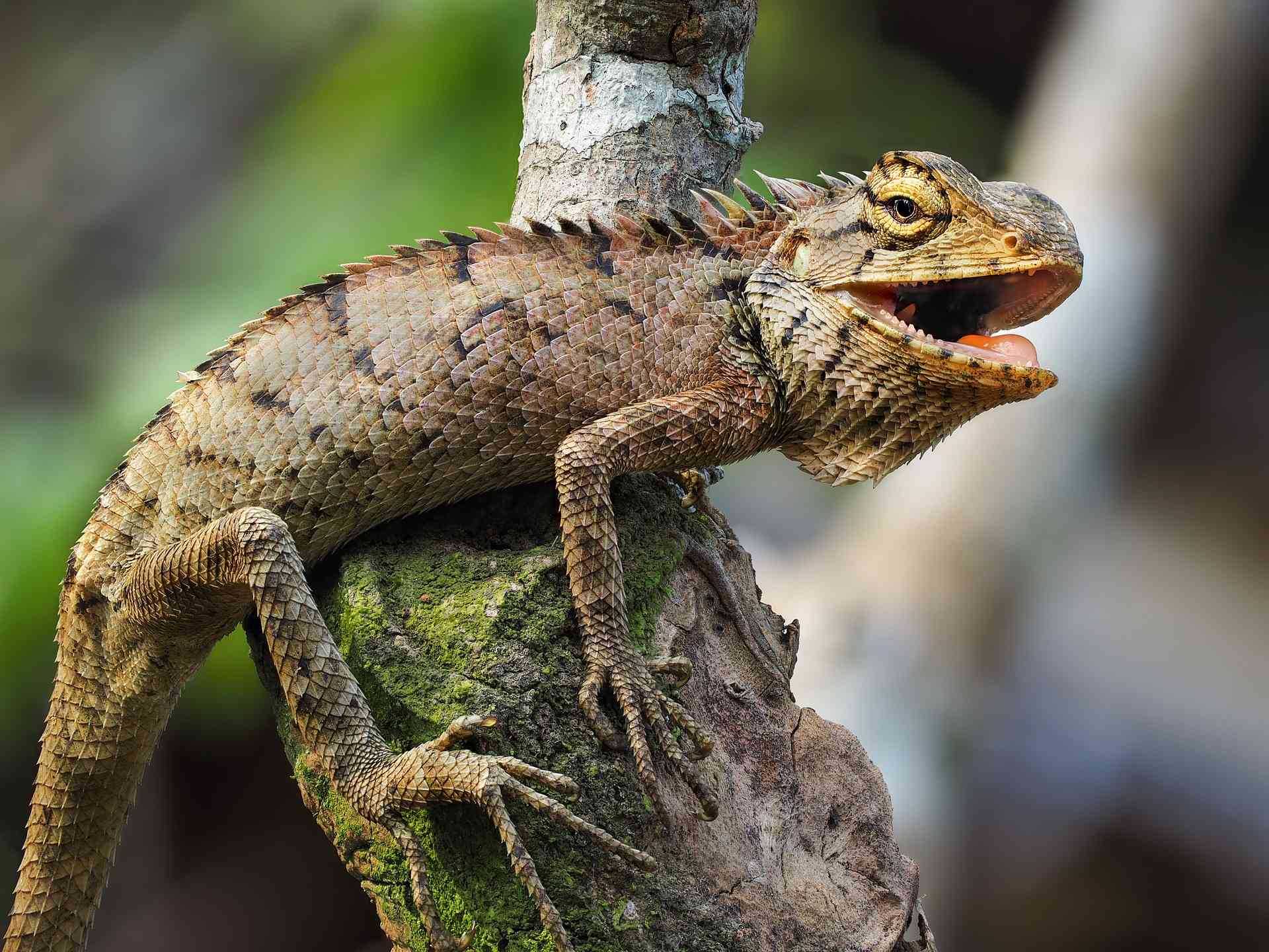 10 Cara Membedakan Iguana Jantan dan Betina Secara Akurat