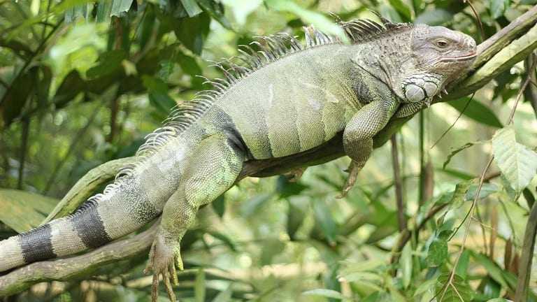 Langkah Mudah Memandikan Iguana dengan Benar dan Aman
