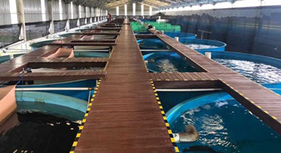 Cara Membuat Kolam Sidat yang Ideal dan Produktif