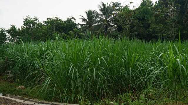 Panduan Lengkap Pakan Alami untuk Domba Garut
