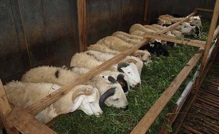 Inilah Strategi Sukses Beternak Domba Garut di Lahan Sempit