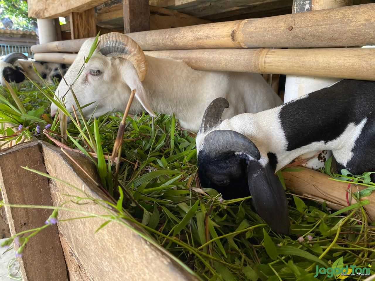Keunggulan Domba Garut dibandingkan Domba Biasa Lainnya