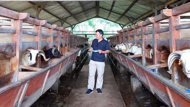 Strategi Mengelola Keuangan dalam Usaha Domba Garut