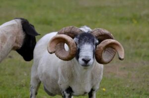 10 Perbedaan Fisik Domba Garut dengan Domba Lokal Lainnya