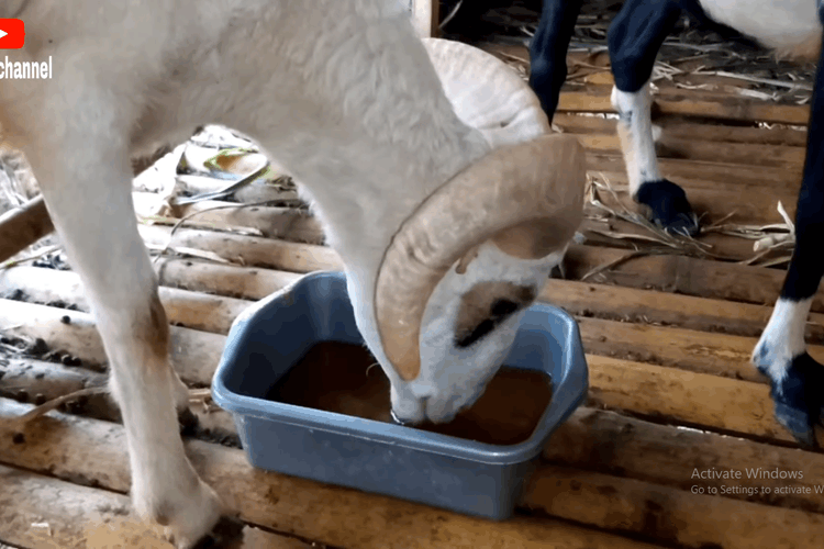 Tips Menjaga Kesehatan Domba Garut saat Musim Hujan