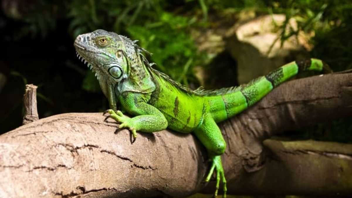 Cara Memahami Bahasa Tubuh Iguana dalam Berkomunikasi