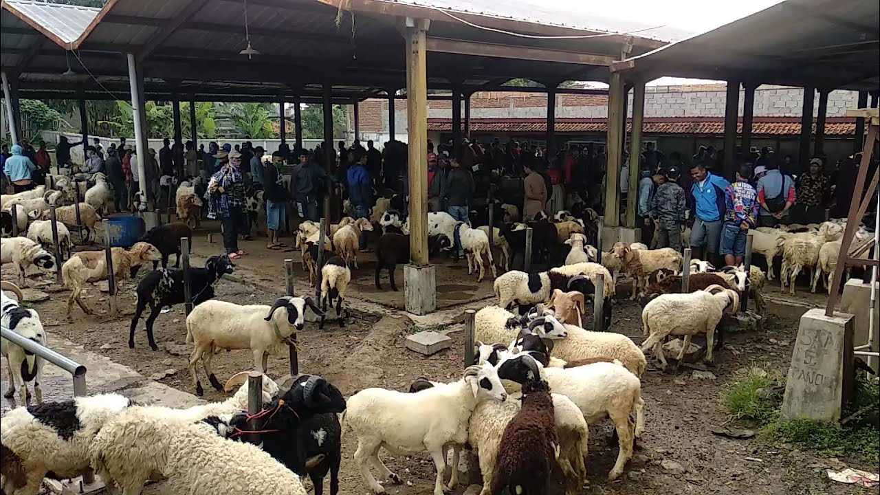 Strategi Bertahan Menghadapi Persaingan Peternak Domba Garut