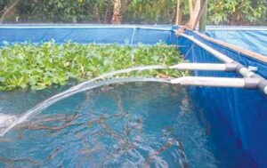 10 Cara Budidaya Sidat di Kolam Terpal untuk Pemula