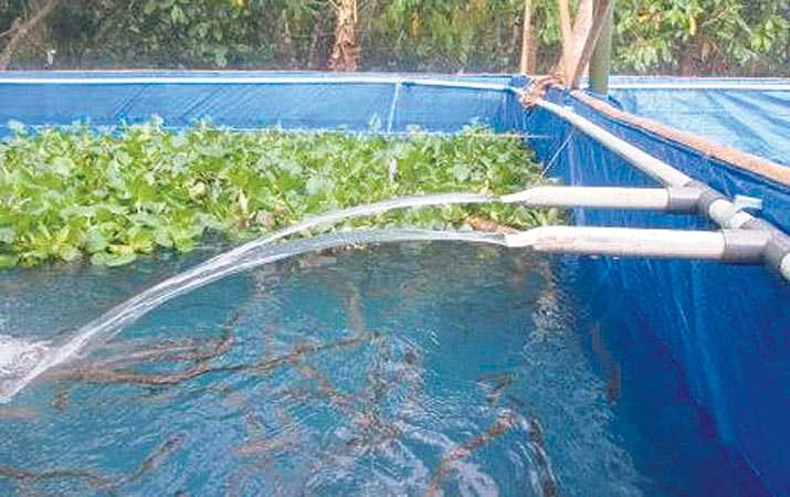 10 Cara Budidaya Sidat di Kolam Terpal untuk Pemula