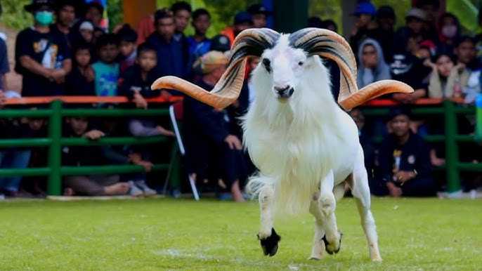 Teknik Perawatan Khusus Domba Garut untuk Kontes Adu