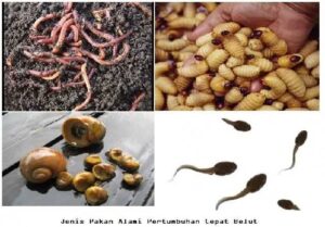 8 Cara Memilih Umpan Sidat yang Paling Efektif