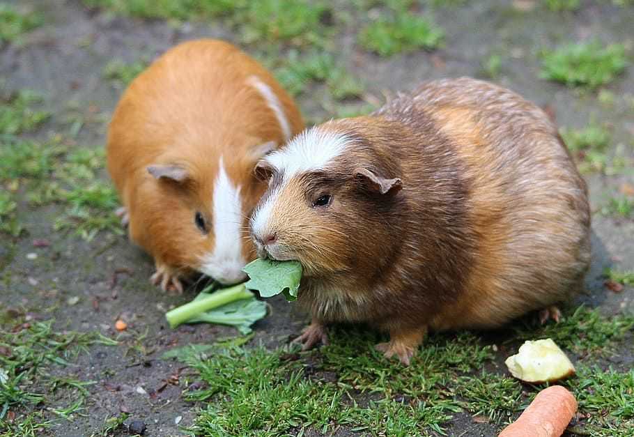 Inilah Perbedaan Marmut dan Hamster dalam Perawatan Sehari Hari
