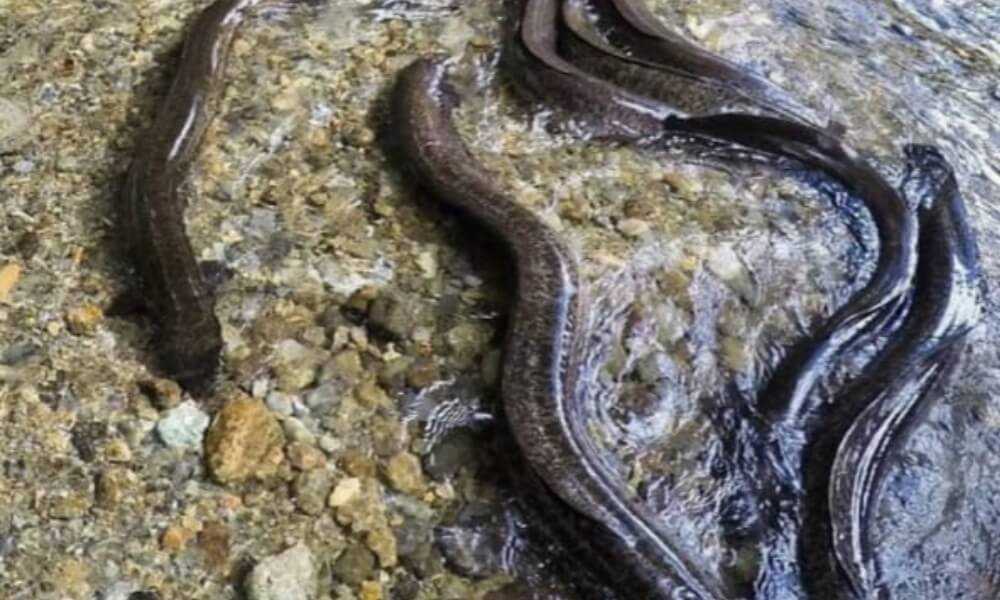 Panduan Lengkap Memancing Sidat di Sungai dan Danau