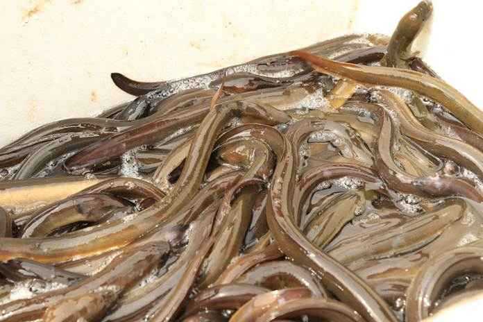 Keuntungan Ternak Sidat sebagai Peluang Usaha Menjanjikan