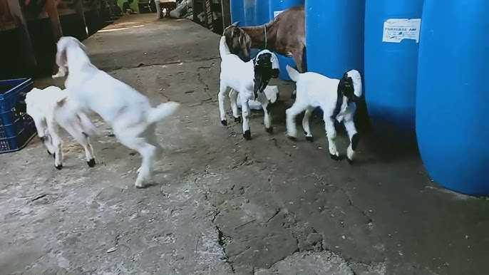 Cara Memilih Bibit Kambing Etawa Yang Unggul