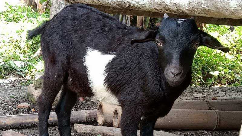 Panduan Mengatasi Penyakit Umum Pada Kambing Kacang Dengan Benar