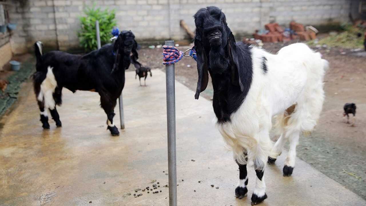 Panduan Mengatasi Penyakit Umum Pada Kambing Etawa Dengan Tepat
