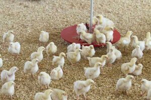 Strategi Menjaga Kualitas Genetik Ayam Pedaging Untuk Hasil Unggul