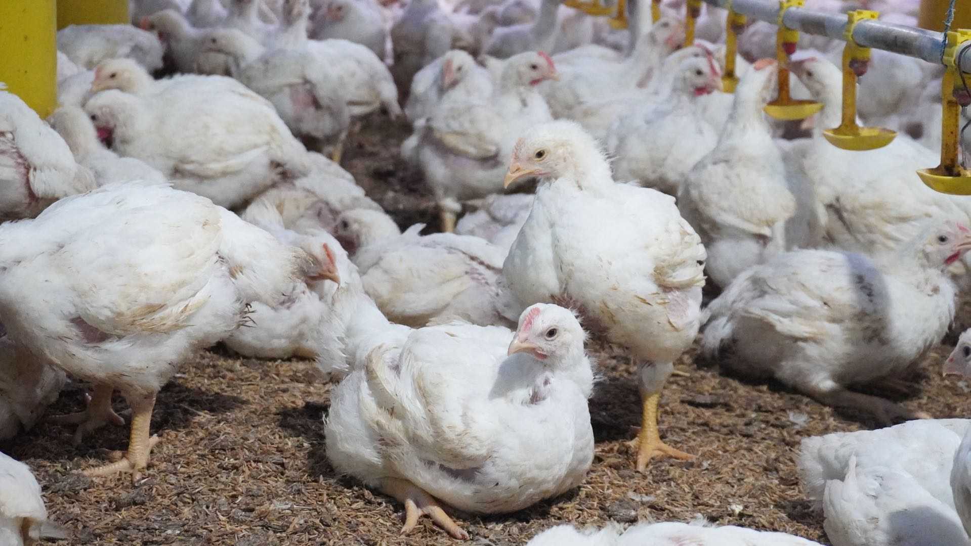 Cara Memaksimalkan Keuntungan Dari Usaha Ayam Pedaging Rumahan