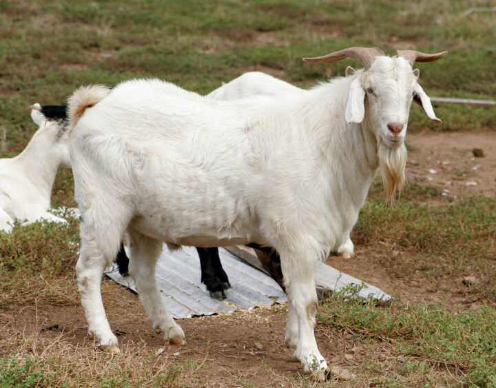 Cara Efektif Menjaga Kesehatan Kambing Etawa Sepanjang Tahun