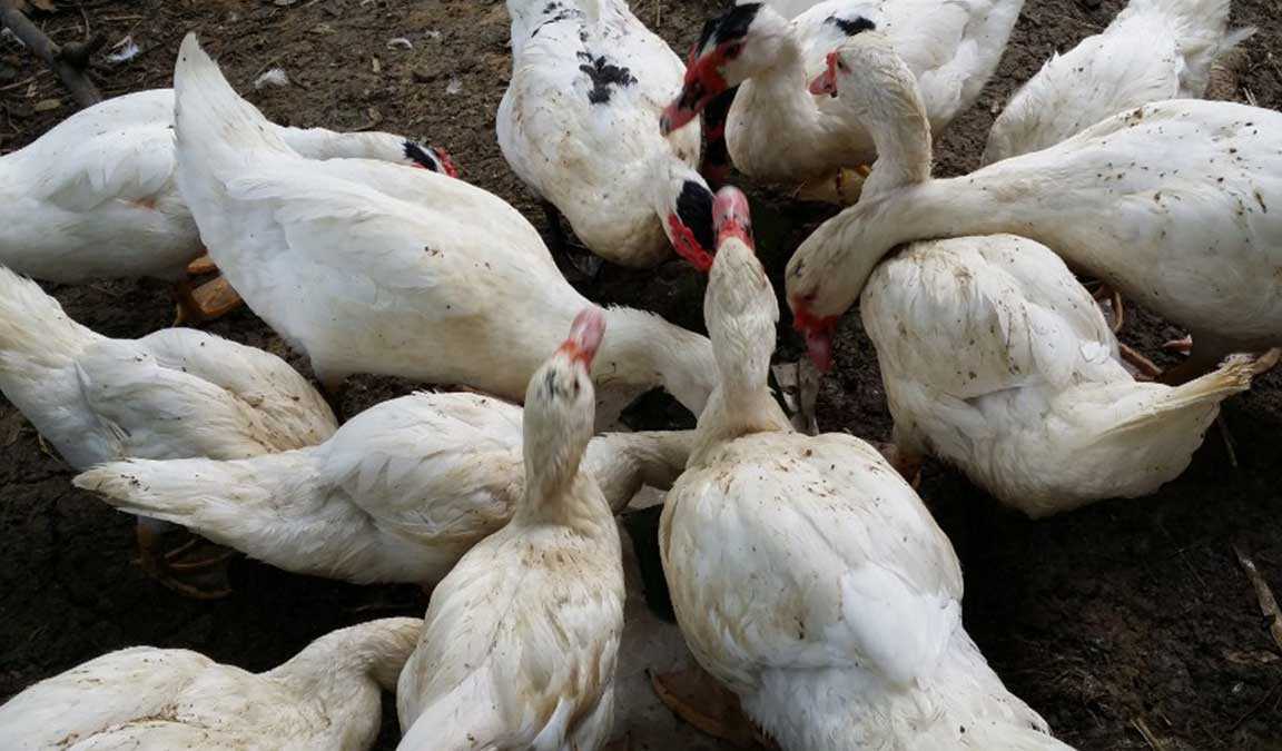 Panduan Lengkap Pemeliharaan Entok agar Bertelur Secara Optimal