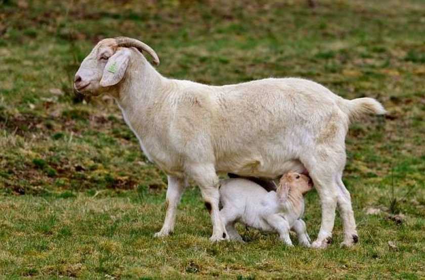 Cara Menjaga Kesehatan Kambing Etawa