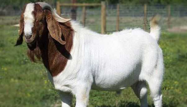 Cara Menjaga Stamina Kambing Etawa Agar Tetap Produktif