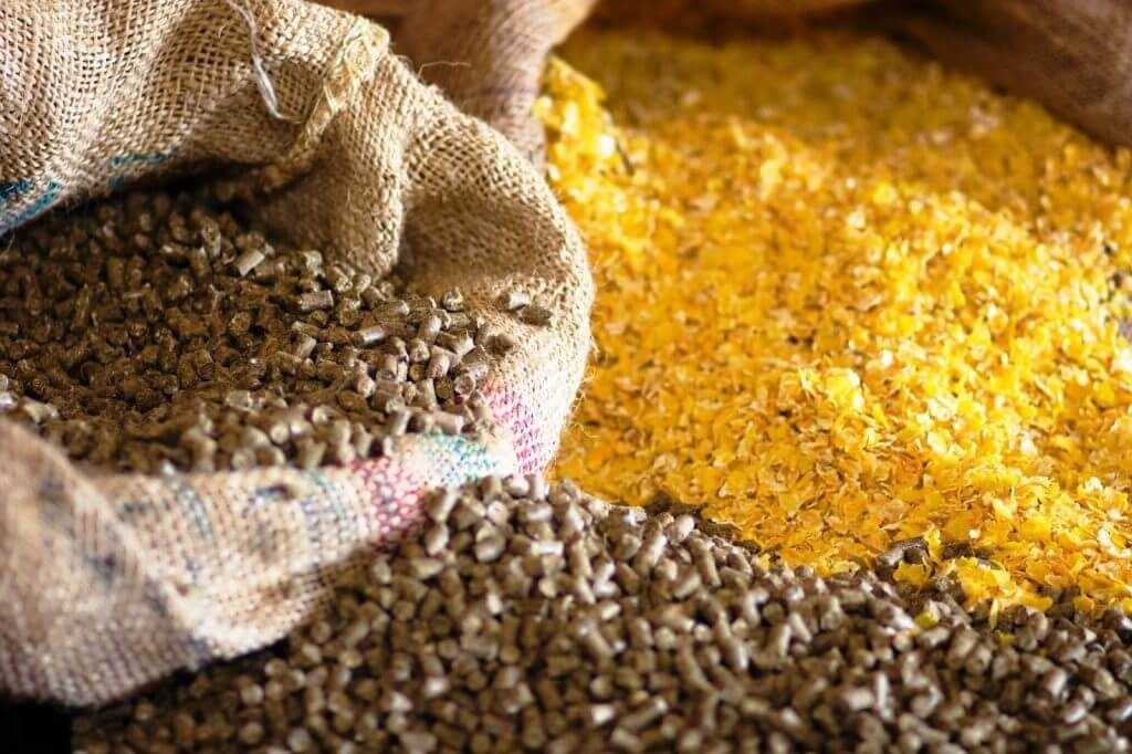 Panduan Pemberian Pakan Tambahan Untuk Ayam Pedaging Berkualitas